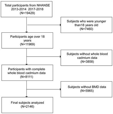 Relationship between blood cadmium levels and bone mineral density in adults: a cross-sectional study